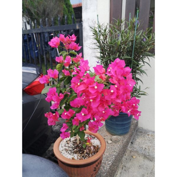Bloomi 1L