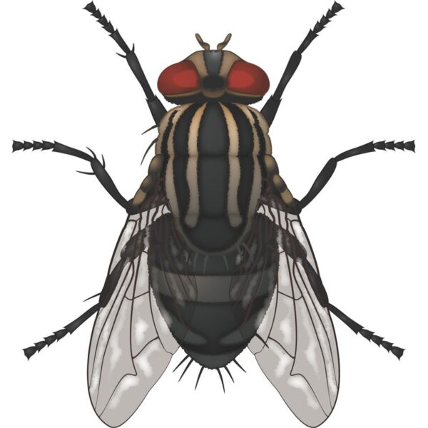 Bayer Q-Bayt® WG10 Fly Solution 250G Bayer Q-Bayt® WG10 Fly Solution 250G