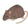Bayer Racumin® Tracking Powder 1KG