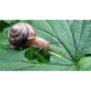 Esaro® Snail Killer 500G