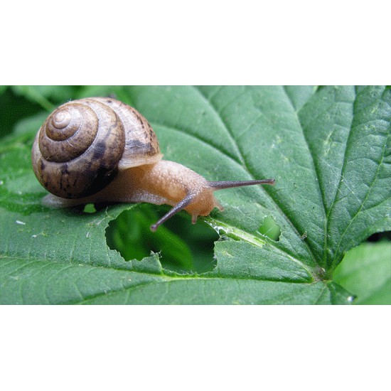 Esaro® Snail Killer 500G