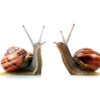 Esaro® Snail Killer 500G