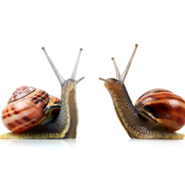 Esaro® Snail Killer 500G