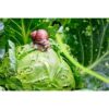 Esaro® Snail Killer 500G