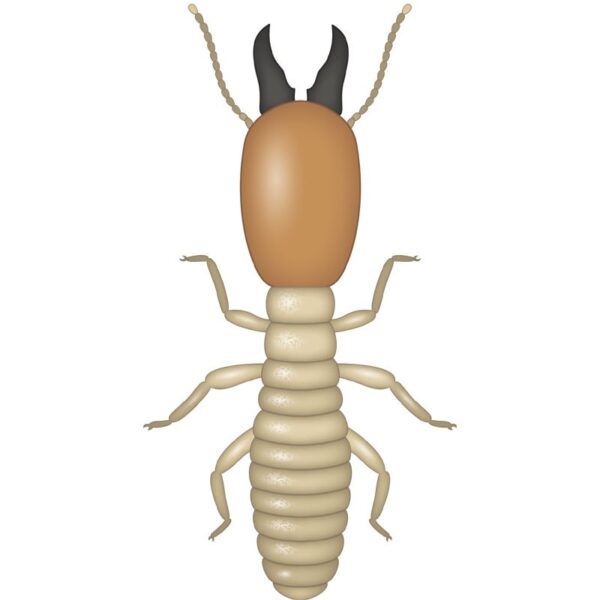 Hextar ChalcidĀ® Termite Solution 4 Liter Hextar ChalcidĀ® Termite Solution 4 Liter