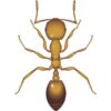 Hextar Persect® Ant Solution 250G
