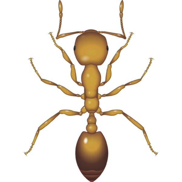 Hextar Persect® Ant Solution 250G