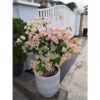 Jecall Bloomi 1 Liter Organic Fertilizer Spray